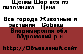 Щенки Шар пея из питомника › Цена ­ 25 000 - Все города Животные и растения » Собаки   . Владимирская обл.,Муромский р-н